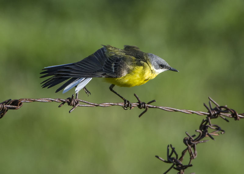 Cutrettola (Motacilla flava) ssp cinereocapilla